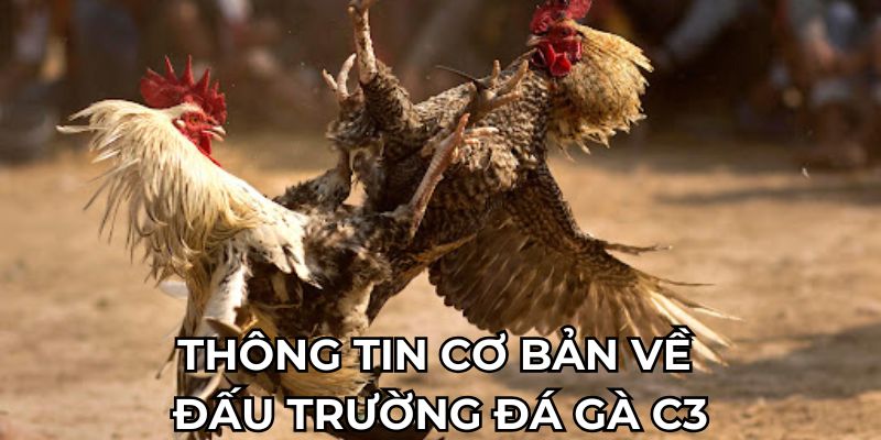 Thông tin cơ bản về đấu trường đá gà c3