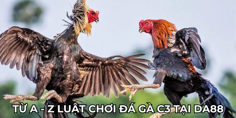 Từ A - Z luật chơi đá gà c3 tại DA88